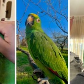 Cercasi Meeko disperatamente: è un pappagallo verde scappato a Bastia d’Albenga Cercasi Meeko disperatamente: è un pappagallo verde scappato a Bastia d’Albenga