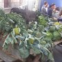 Fuoriporta: a Margarita (Cn) torna la Sagra d’l Coj: tre giorni di festa, tradizione e sapori per la 21ª edizione