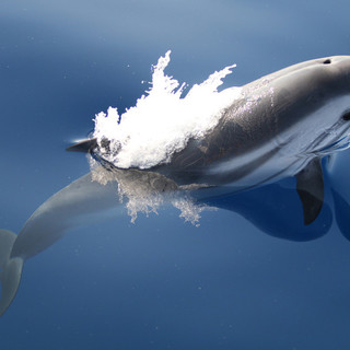 Approda a scuola 'Missione pelagos, balene e delfini dei nostri mari&quot;: progetto didattico a tutela dei cetacei (FOTO)
