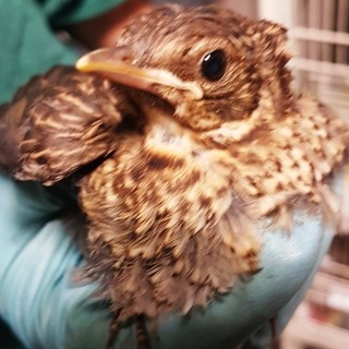 Caccia aperta nella stagione riproduttiva, Enpa: "Violazione delle norme nazionali ed europee e contro il parere dell’ISPRA" Caccia aperta nella stagione riproduttiva, Enpa: "Violazione delle norme nazionali ed europee e contro il parere dell’ISPRA"