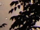 L'associazione A.R.I.A. indaga su nuovi avvistamenti di Ufo a Savona