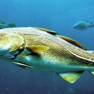 Lancio dello stoccafisso, Pai e Osa: “Pratica anacronistica, triste e profondamente diseducativa” Lancio dello stoccafisso, Pai e Osa: “Pratica anacronistica, triste e profondamente diseducativa”