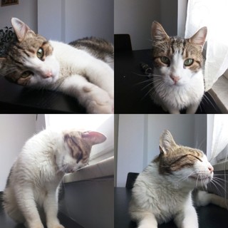 La proprietaria viene sfrattata e non può più tenerli, un appello per trovare una casa per Toffee e Minou