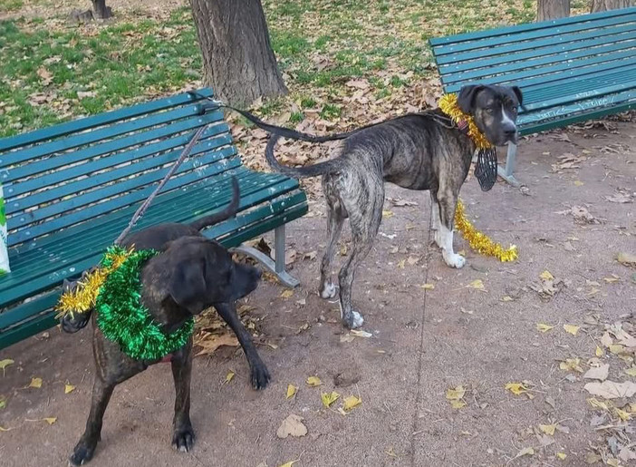 Vive in un camper con i suoi cani e aiuta un gattile: ora rischia lo sgombero