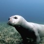 La foca monaca torna a nuotare nel mare di Bergeggi. L'Area Marina Protetta: "Le ricerche del 2022 dimostrano una frequentazione ormai certa"