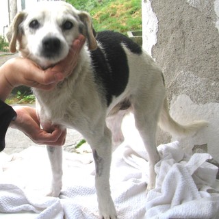 Accudito dall'Enpa un cane ammalato abbandonato a Celle Ligure: "Atto ingnobile"