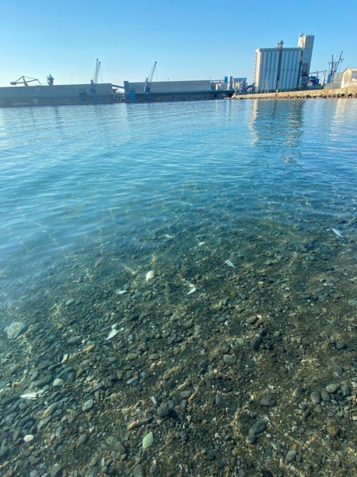 In mare senza fiocine: alla Margonara una serata per osservare e non catturare gli animali marini In mare senza fiocine: alla Margonara una serata per osservare e non catturare gli animali marini