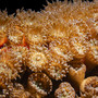 Snorkeling con il WWF, in mare per conoscere e proteggere la madrepora cuscino