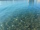 In mare senza fiocine: alla Margonara una serata per osservare e non catturare gli animali marini In mare senza fiocine: alla Margonara una serata per osservare e non catturare gli animali marini