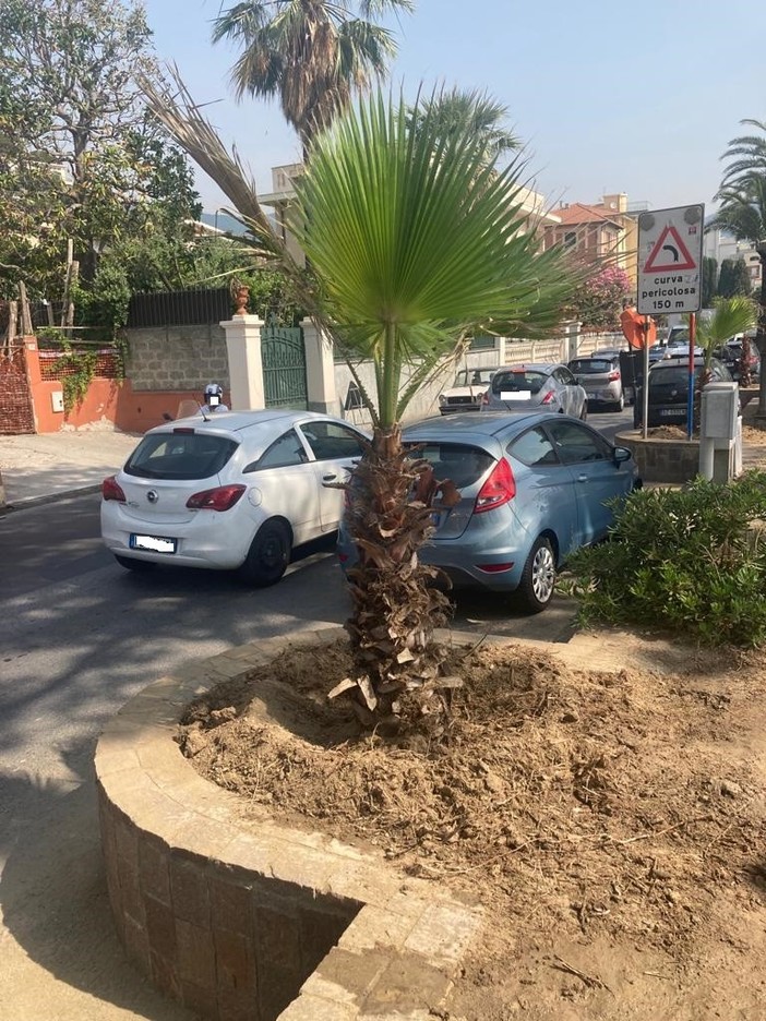 Alassio, dieci nuove palme in passeggiata Ciccione Alassio, dieci nuove palme in passeggiata Ciccione