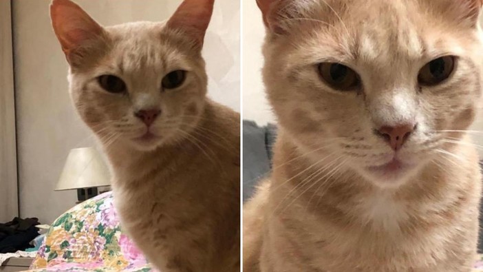 Alassio, smarrito Marlin, gatto rosso tigrato Alassio, smarrito Marlin, gatto rosso tigrato