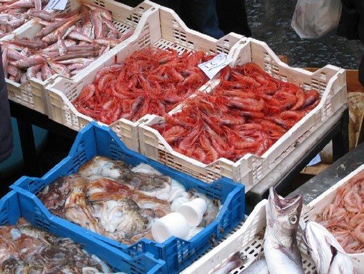 Enpa sull'iniziativa della Coop Liguria: "Pesce ritrovato" o perduto per sempre?