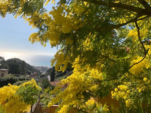 Coldiretti: &quot;L'8 marzo in Italia 9 mimose su 10 sono made in Liguria&quot;