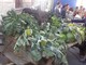 Fuoriporta: a Margarita (Cn) torna la Sagra d’l Coj: tre giorni di festa, tradizione e sapori per la 21ª edizione Fuoriporta: a Margarita (Cn) torna la Sagra d’l Coj: tre giorni di festa, tradizione e sapori per la 21ª edizione