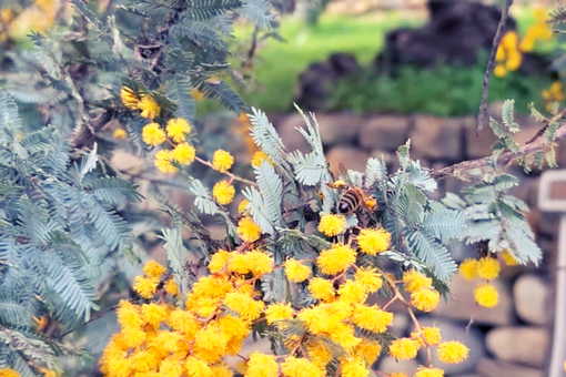 Coldiretti: "Mimosa, simbolo dell’8 marzo, a rischio per il clima impazzito"