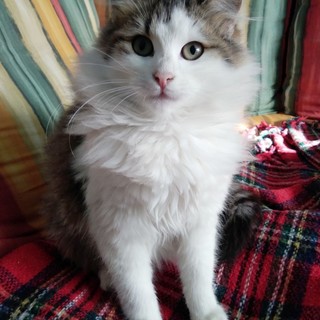 Gattini salvati dal freddo e dalla fame ora cercano casa