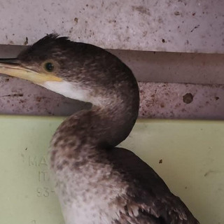Marangone intrappolato in una rete da pesca in mare: i vigili del fuoco lo salvano e lo affidano a Enpa