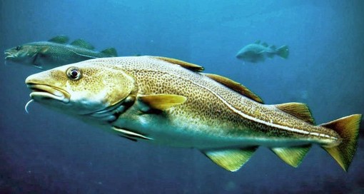 Lancio dello stoccafisso, Pai e Osa: “Pratica anacronistica, triste e profondamente diseducativa”