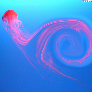 Lettera alla redazione: Il metodico seppellitore di meduse finalesi