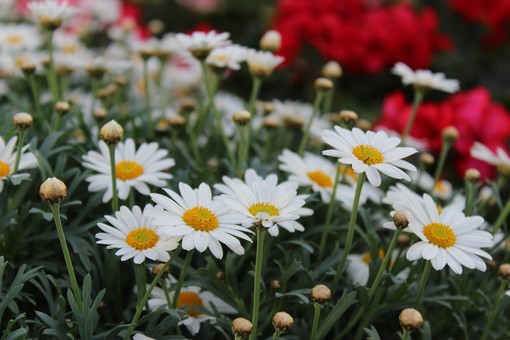 "Margherita per AIRC" - Un fiore per la ricerca: dal 6 marzo al 25 aprile nei Centri di Giardinaggio AICG "Margherita per AIRC" - Un fiore per la ricerca: dal 6 marzo al 25 aprile nei Centri di Giardinaggio AICG