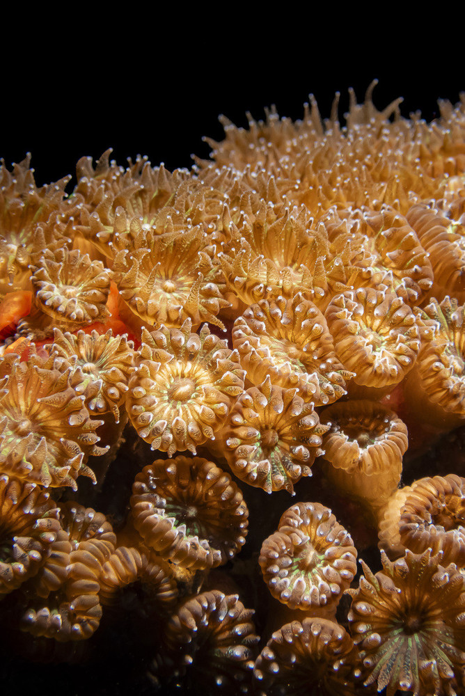 Snorkeling con il WWF, in mare per conoscere e proteggere la madrepora cuscino