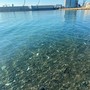 In mare senza fiocine: alla Margonara una serata per osservare e non catturare gli animali marini In mare senza fiocine: alla Margonara una serata per osservare e non catturare gli animali marini