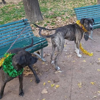 Vive in un camper con i suoi cani e aiuta un gattile: ora rischia lo sgombero