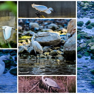 Primavera tempo di fioriture, ma anche di migrazioni... ecco gli aironi alla foce dei torrenti Merula e Steria