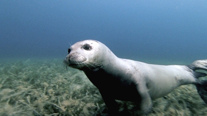 La foca monaca torna a nuotare nel mare di Bergeggi. L'Area Marina Protetta: "Le ricerche del 2022 dimostrano una frequentazione ormai certa"
