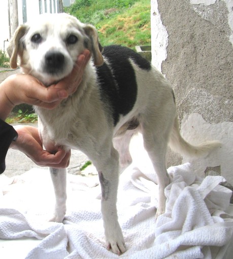 Accudito dall'Enpa un cane ammalato abbandonato a Celle Ligure: "Atto ingnobile"