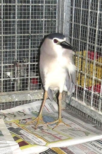 Animali selvatici feriti a Genova, curati dall'Enpa Savona:"Provincia allo sbando"