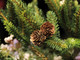 Alassio green, il Comune ritira i pini natalizi &quot;usati&quot; per rimpiantarli nelle aree verdi