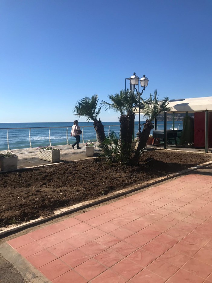 Alassio, una nuova palma in Passeggiata Ciccione Alassio, una nuova palma in Passeggiata Ciccione