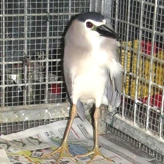 Animali selvatici feriti a Genova, curati dall'Enpa Savona:"Provincia allo sbando"