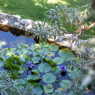 Alassio, sabato 18 e domenica 19 visite ai Giardini di Villa della Pergola