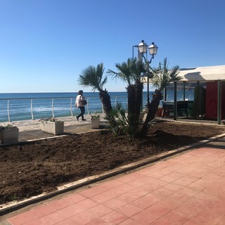 Alassio, una nuova ​palma in Passeggiata Ciccione