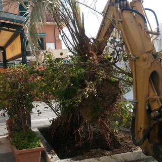 Alassio, nuove palme in passeggiata Grollero (FOTO)