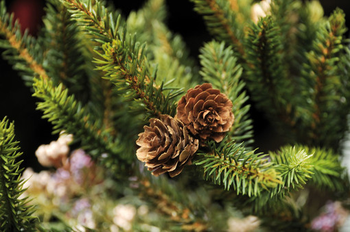 Alassio green, il Comune ritira i pini natalizi &quot;usati&quot; per rimpiantarli nelle aree verdi