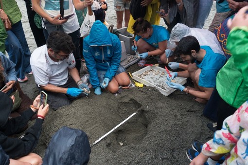 Nidi di Caretta Caretta nel Savonese, prosegue il monitoraggio. A Celle passato il tempo previsto per la schiusa Nidi di Caretta Caretta nel Savonese, prosegue il monitoraggio. A Celle passato il tempo previsto per la schiusa