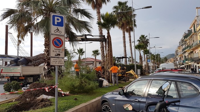 Loano, prosegue il piano di manutenzione del verde pubblico: sulla passeggiata in arrivo 31 nuove palme