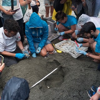 Nidi di Caretta Caretta nel Savonese, prosegue il monitoraggio. A Celle passato il tempo previsto per la schiusa Nidi di Caretta Caretta nel Savonese, prosegue il monitoraggio. A Celle passato il tempo previsto per la schiusa