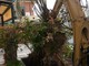 Alassio, nuove palme in passeggiata Grollero (FOTO) Alassio, nuove palme in passeggiata Grollero (FOTO)
