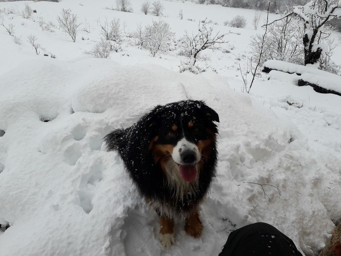 Nevica in Val Bormida: il racconto dei lettori di Savonanews (FOTO e VIDEO) Nevica in Val Bormida: il racconto dei lettori di Savonanews (FOTO e VIDEO)