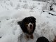 Nevica in Val Bormida: il racconto dei lettori di Savonanews (FOTO e VIDEO) Nevica in Val Bormida: il racconto dei lettori di Savonanews (FOTO e VIDEO)