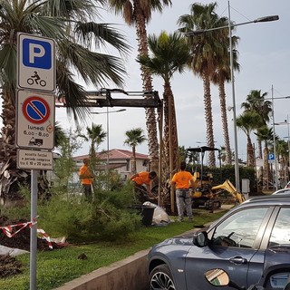Loano, prosegue il piano di manutenzione del verde pubblico: sulla passeggiata in arrivo 31 nuove palme