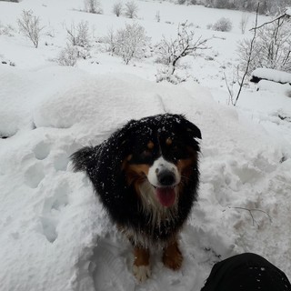 Nevica in Val Bormida: il racconto dei lettori di Savonanews (FOTO e VIDEO)
