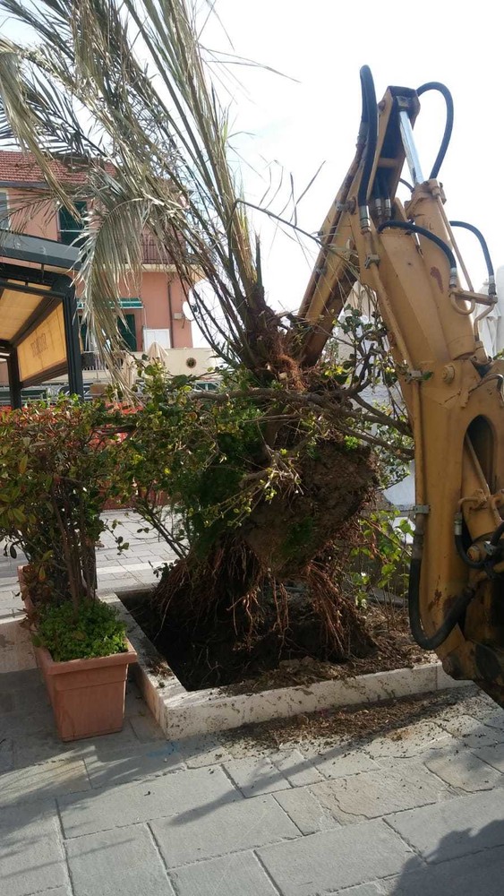 Alassio, nuove palme in passeggiata Grollero (FOTO) Alassio, nuove palme in passeggiata Grollero (FOTO)