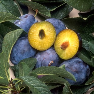 Agricoltura, a Finale Ligure un convegno su nuovi ogm e consumo consapevole