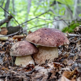 Spotorno, alla scoperta del regno dei funghi con Nicolò Oppicelli: tra natura, scienza e curiosità