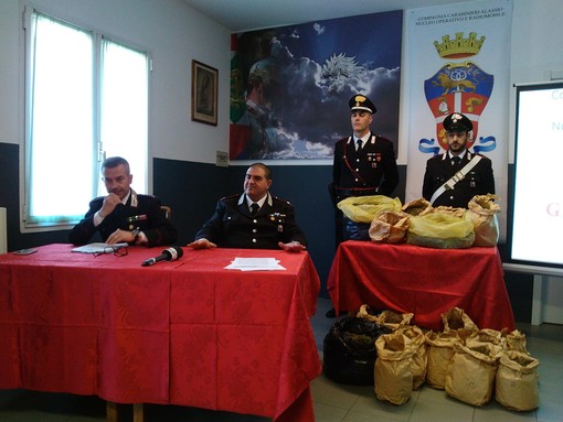 Operazione "Green Country", i carabinieri della compagnia di Alassio sequestrano cannabis 'light' destinata allo spaccio (FOTO e VIDEO)